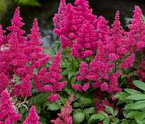 Астильба (Astilbe)