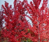Клён красный Ред Сансет (Acer rubrum 'Red Sunset')