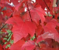 Клён красный Рубра (Acer rubrum 'Rubra')