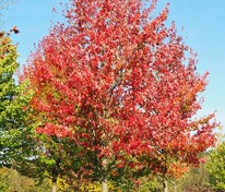 Клён красный Сканлон (Acer rubrum 'Scanlon')