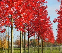 Клён красный Сомерсет (Acer rubrum 'Somerset')