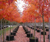 Клён красный Сан Валлей (Acer rubrum 'Sun Valley')