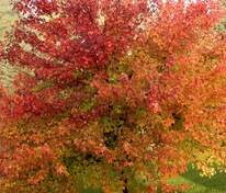Клён красный Бургунди Бель (Acer rubrum 'Burgundy Belle')