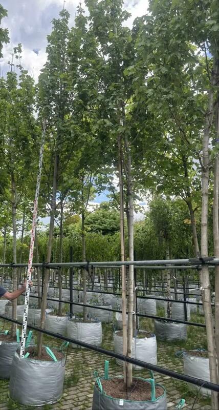 Клён красный Отом Флейм (Acer rubrum 'Autumn Flame')