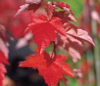 Клён красный Отом Флейм (Acer rubrum 'Autumn Flame')