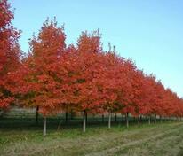 Клён красный Саммер Ред (Acer rubrum 'Summer Red')