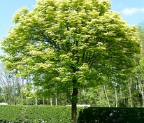 Клён ложноплатановый Леопольди (Acer pseudoplatanus 'Leopoldii')