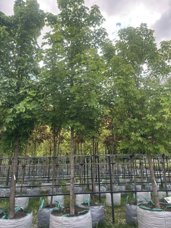Клён остролистный (Acer platanoides)