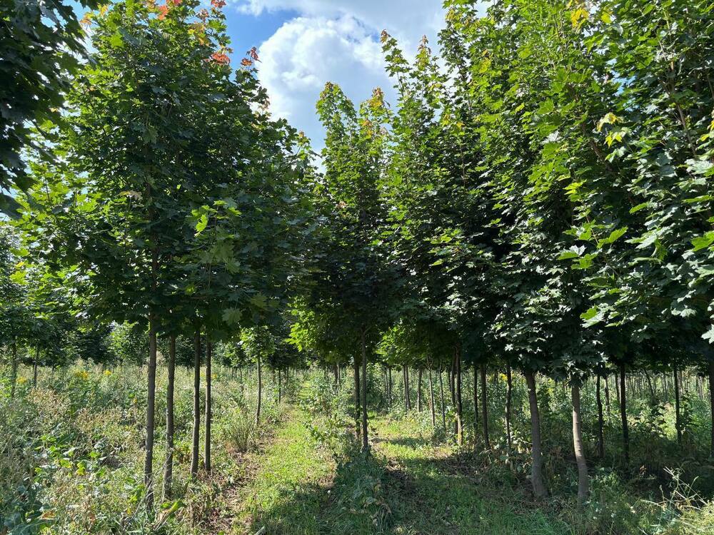 Клён остролистный (Acer platanoides)