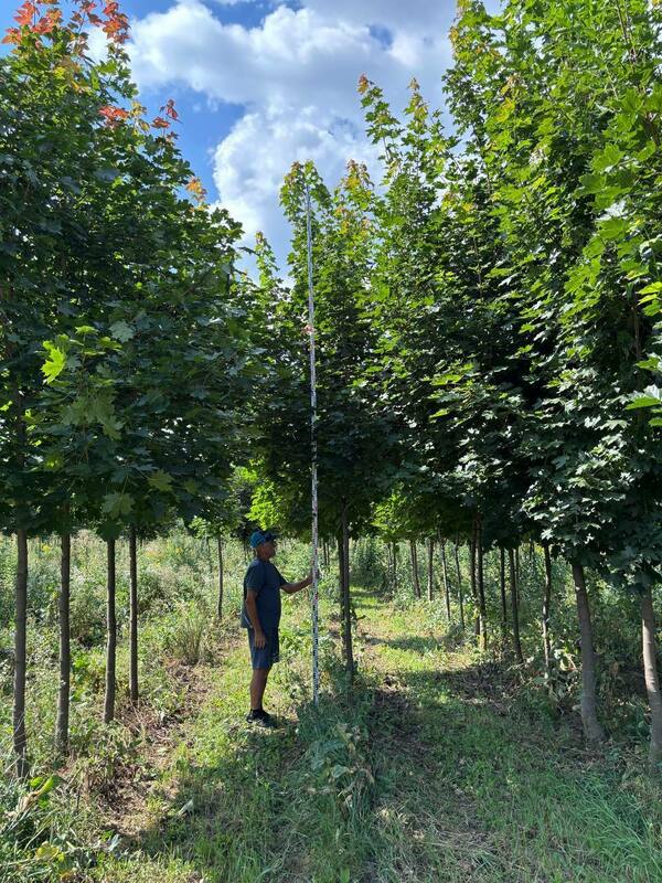 Клён остролистный (Acer platanoides)