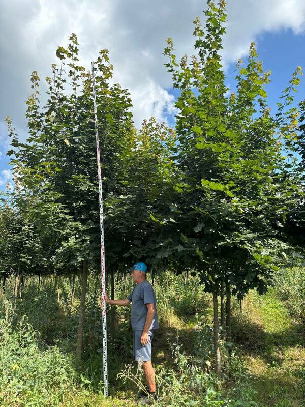 Клён остролистный (Acer platanoides)