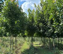 Клён остролистный (Acer platanoides)