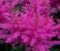 Астильба Арендса Аметист (Astilbe x arendsii 'Amethyst')