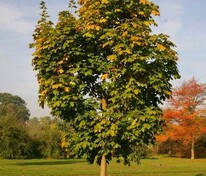 Клён остролистный Кливленд (Acer platanoides 'Cleveland')