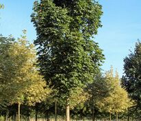 Клён остролистный Колумнаре (Acer platanoides 'Columnare')