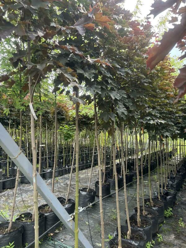 Клён остролистный Кримсон Кинг (Acer platanoides 'Crimson King')