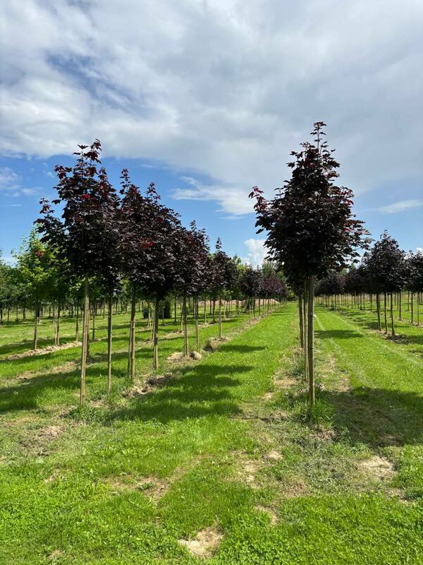 Клён остролистный Кримсон Кинг (Acer platanoides 'Crimson King')