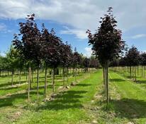 Клён остролистный "Crimson King" (Кримсон Кинг)