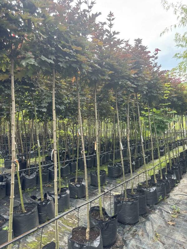Клён остролистный Кримсон Сентри (Acer platanoides 'Crimson Sentry')