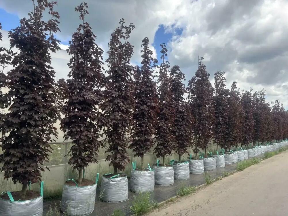 Клён остролистный Кримсон Сентри (Acer platanoides 'Crimson Sentry')