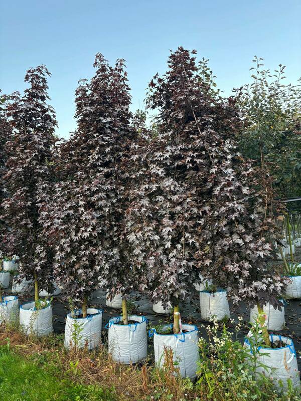 Клён остролистный Кримсон Сентри (Acer platanoides 'Crimson Sentry')