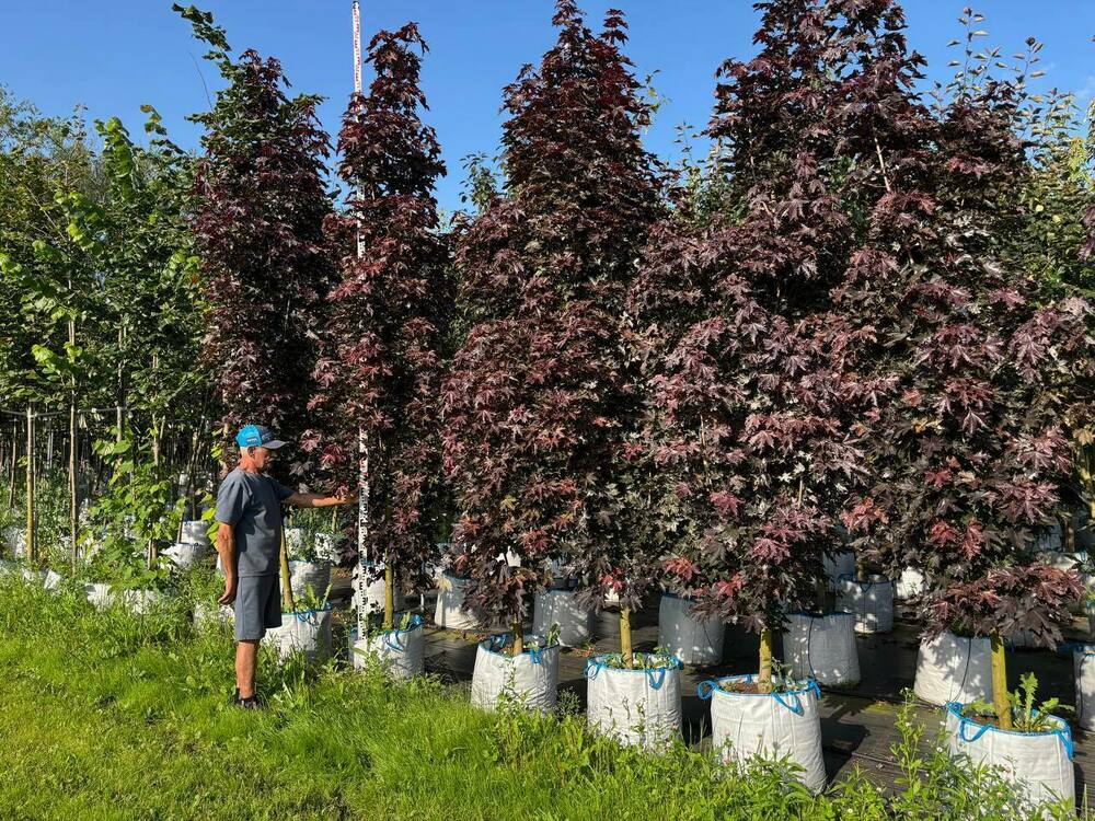 Клён остролистный Кримсон Сентри (Acer platanoides 'Crimson Sentry')