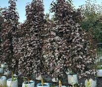 Клён остролистный Кримсон Сентри (Acer platanoides 'Crimson Sentry')