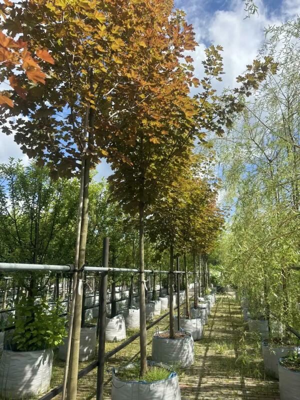 Клён остролистный Дебора (Acer platanoides 'Deborah')