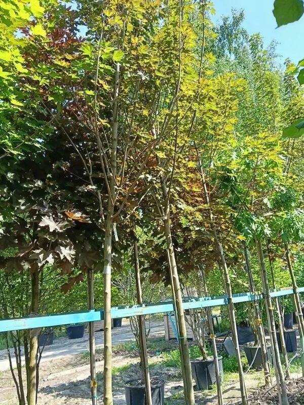 Клён остролистный Дебора (Acer platanoides 'Deborah')