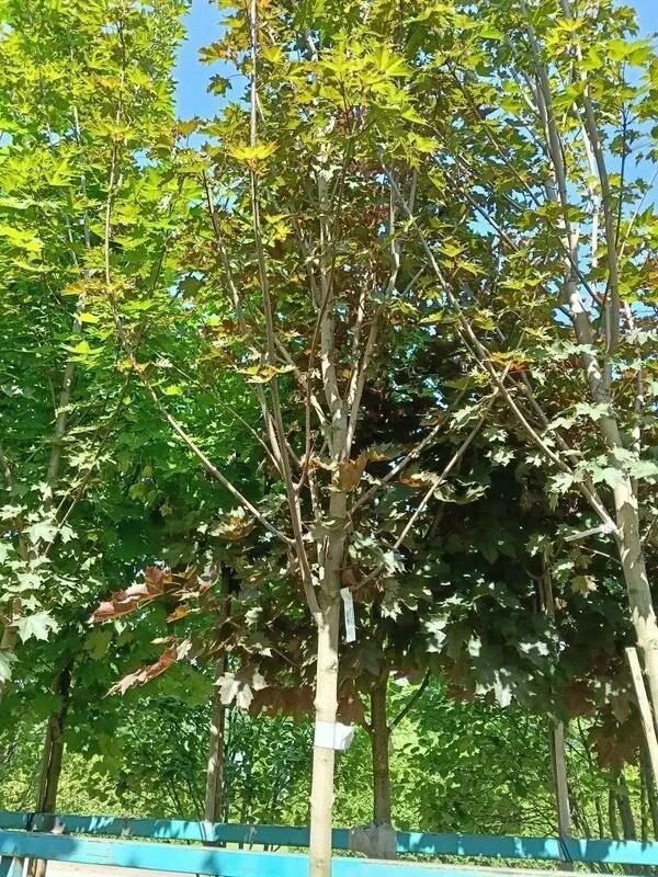 Клён остролистный Дебора (Acer platanoides 'Deborah')