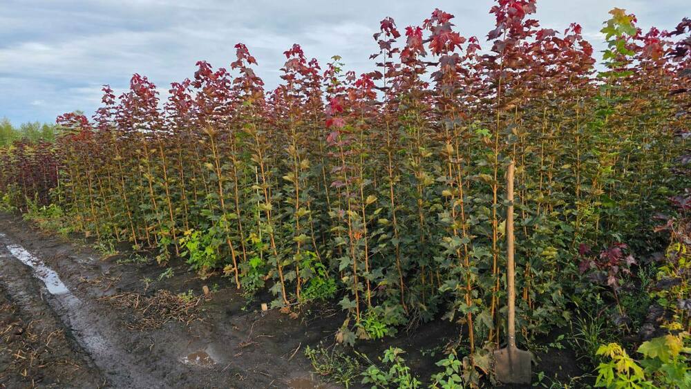 Клён остролистный Дебора (Acer platanoides 'Deborah')