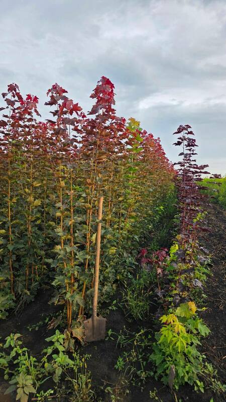 Клён остролистный Дебора (Acer platanoides 'Deborah')