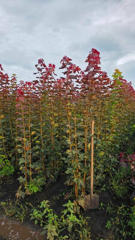 Клён остролистный Дебора (Acer platanoides 'Deborah')