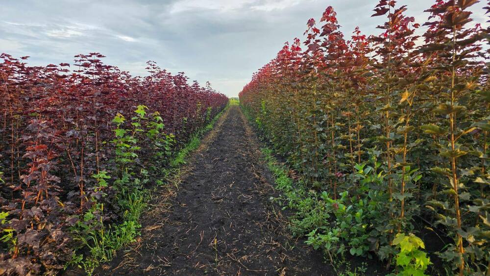 Клён остролистный Дебора (Acer platanoides 'Deborah')