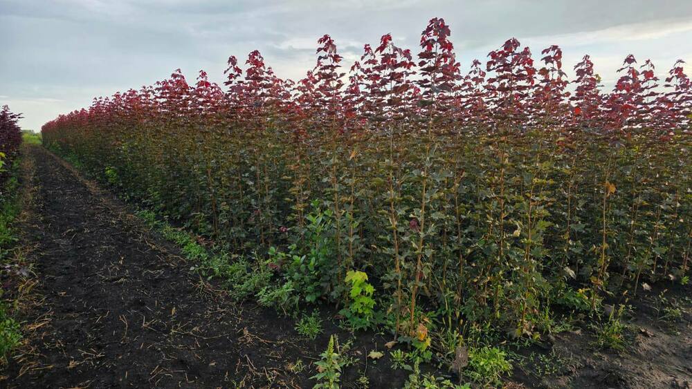 Клён остролистный Дебора (Acer platanoides 'Deborah')