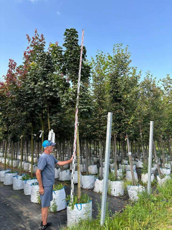 Клён остролистный Дебора (Acer platanoides 'Deborah')