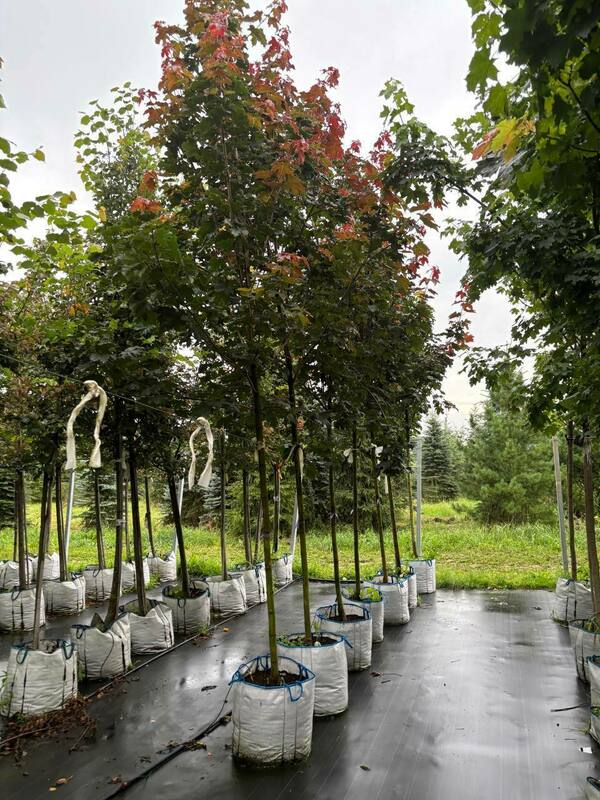 Клён остролистный Дебора (Acer platanoides 'Deborah')