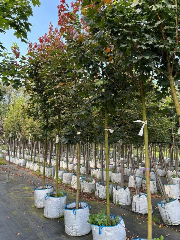 Клён остролистный Дебора (Acer platanoides 'Deborah')