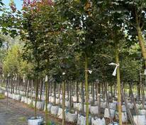 Клён остролистный Дебора (Acer platanoides 'Deborah')