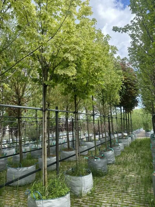 Клён остролистный Друммонди (Acer platanoides 'Drummondii')