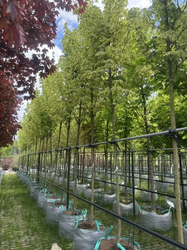 Клён остролистный Друммонди (Acer platanoides 'Drummondii')