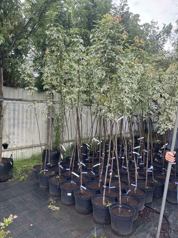 Клён остролистный Друммонди (Acer platanoides 'Drummondii')