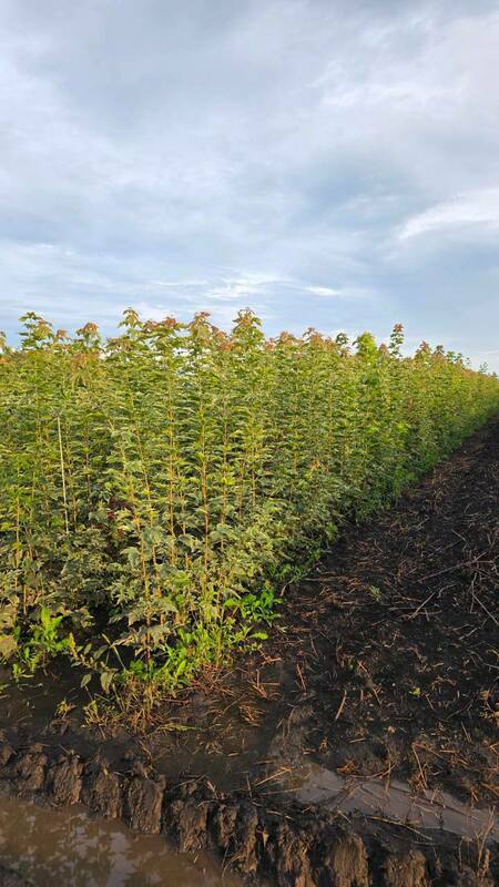 Клён остролистный Друммонди (Acer platanoides 'Drummondii')