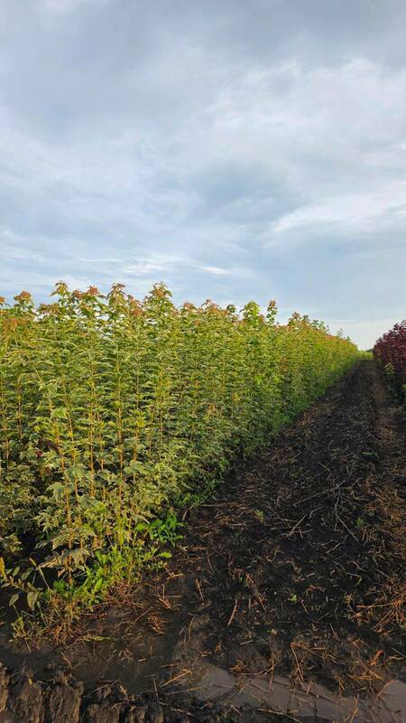 Клён остролистный Друммонди (Acer platanoides 'Drummondii')