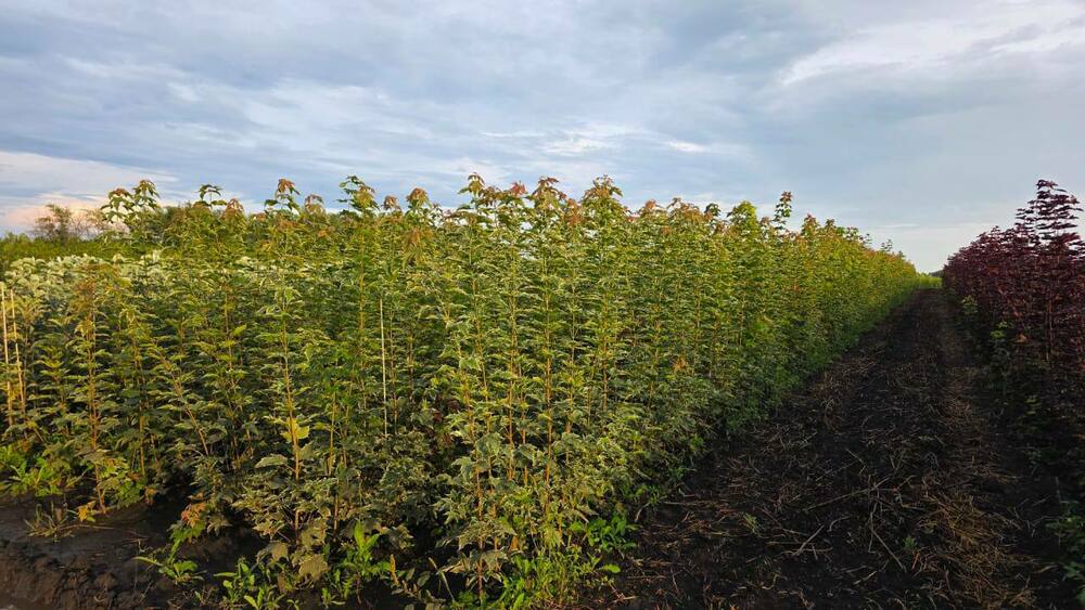 Клён остролистный Друммонди (Acer platanoides 'Drummondii')