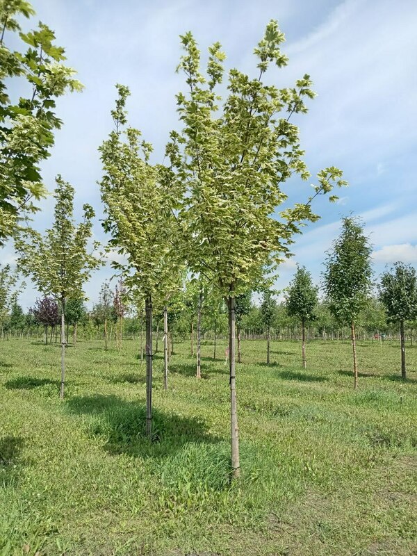Клён остролистный Друммонди (Acer platanoides 'Drummondii')