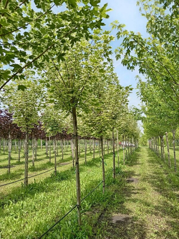 Клён остролистный Друммонди (Acer platanoides 'Drummondii')
