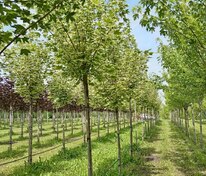 Клён остролистный Друммонди (Acer platanoides 'Drummondii')