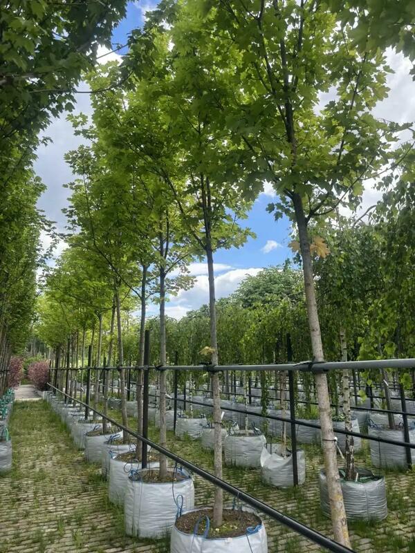 Клён остролистный Эмеральд Куин (Acer platanoides 'Emerald Queen')