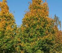 Клён остролистный Эмеральд Куин (Acer platanoides 'Emerald Queen')